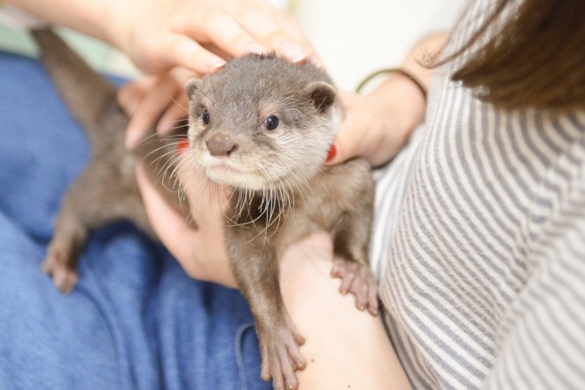 癒しの カワウソカフェ 体験レポ みんな知らない カワウソの飼い方 18年04月05日 Biglobe Beauty