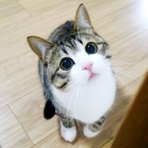 日本一の猫アカウント「すずめ」と「うなぎ」、飼い主明かす愛猫の一瞬のかわいさを写すワザ (2019年03月17日) ｜BIGLOBE Beauty