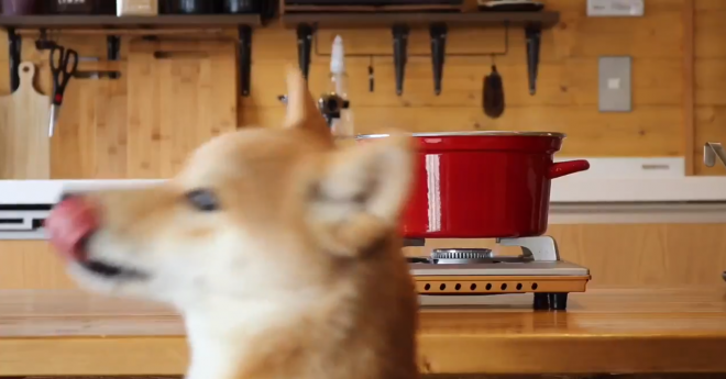 シャフ度 を犬が 手作りごはん待つ柴犬の動画がsnsで話題に 飼い主に聞く 犬ごはん のこだわり 19年04月06日 Biglobe Beauty