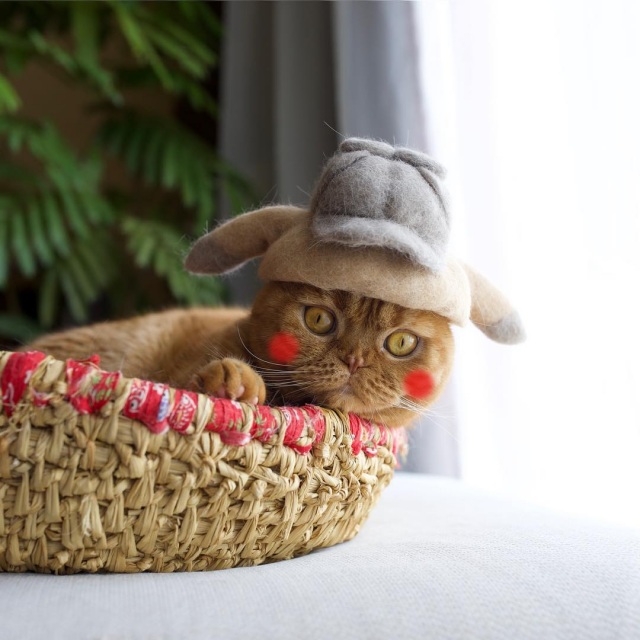 ピカチュウにトランプ大統領 猫の抜け毛で作ったパロ帽子に反響 抜け毛貯金してます 19年04月21日 Biglobe Beauty