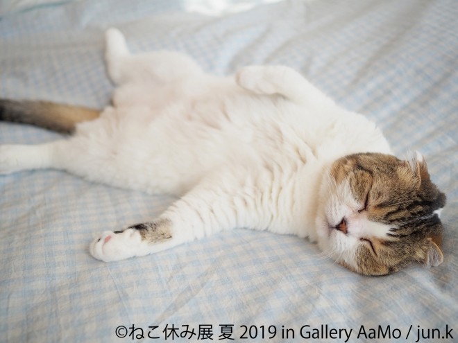 猫の合同写真展＆物販展『ねこ休み展 夏 2019 in Gallery AaMo』