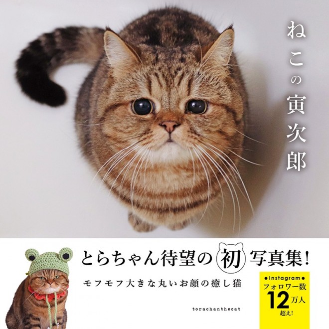 「雨の日は寝るに限る」ブサカワ寝顔が話題 じっと見つめる“困り顔”がお迎えの決め手 (2019年06月22日) ｜BIGLOBE Beauty