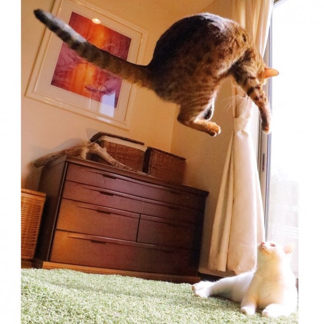 （写真提供：無重力猫 ミルコのお家＠mirko__chisa）