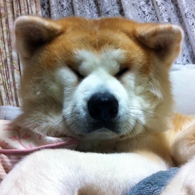 朝青龍に似ている インパクト大の秋田犬 寝顔写真 が見ているだけで癒される 年05月02日 Biglobe Beauty