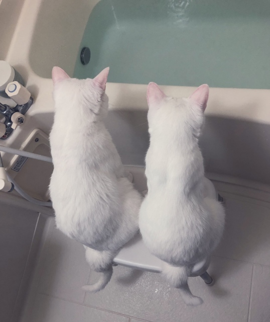 背中だけで物語を感じてしまう 元保護猫兄弟の お湯張り観察中 の会話とは 年07月19日 Biglobe Beauty