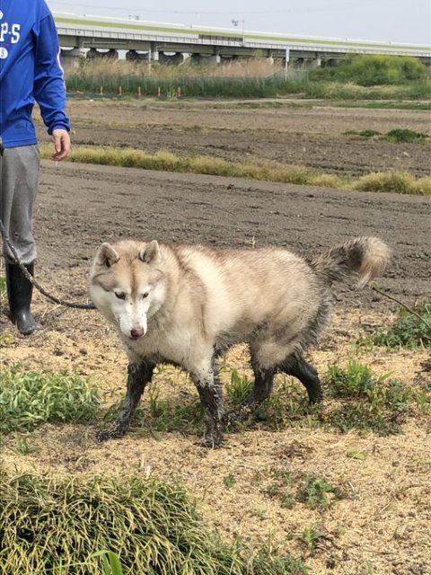 水が大好きすぎてドブに飛び込み シベリアンタヌキ になった犬 マジで一瞬タヌキに見えたw 21年05月30日 Biglobe Beauty