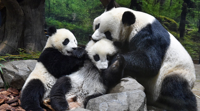 東京・上野動物園で双子パンダの赤ちゃん公開再開！かわいい様子や観覧